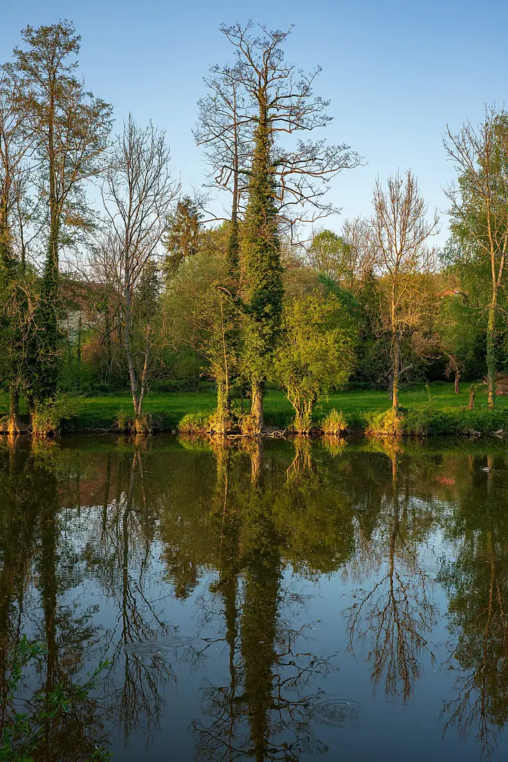 Dörzbach - Ortskern - Jagst - Bäume am Ufer mit Spiegelung in Abendsonne