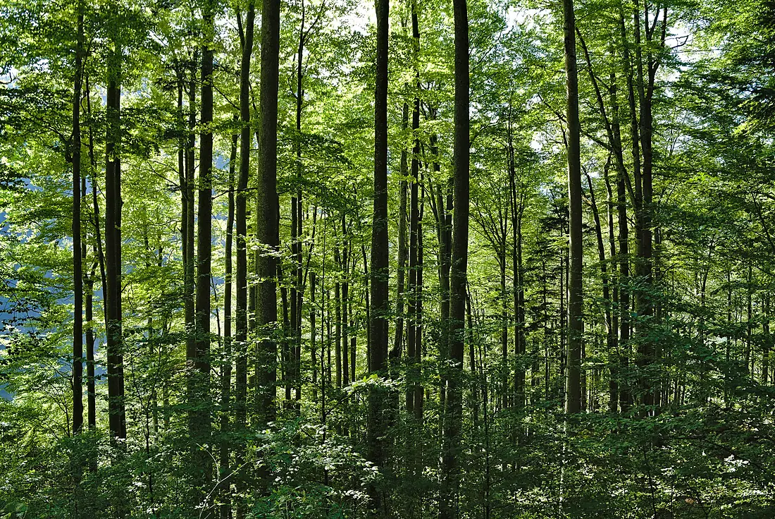 Nationalpark Kalkalpen at trail from Krumme Steyrling to Schaumbergalm 2022-08-04 01