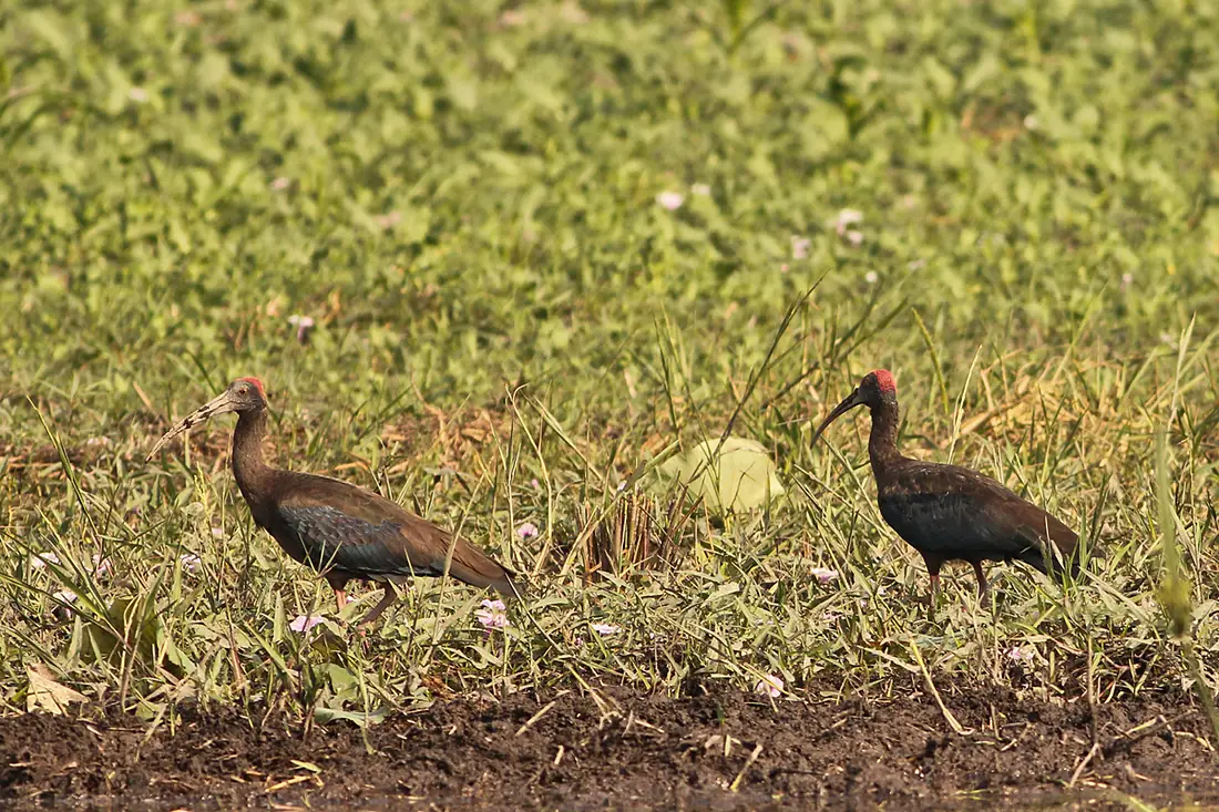 Red-naped Ibis at Kanwar Lake