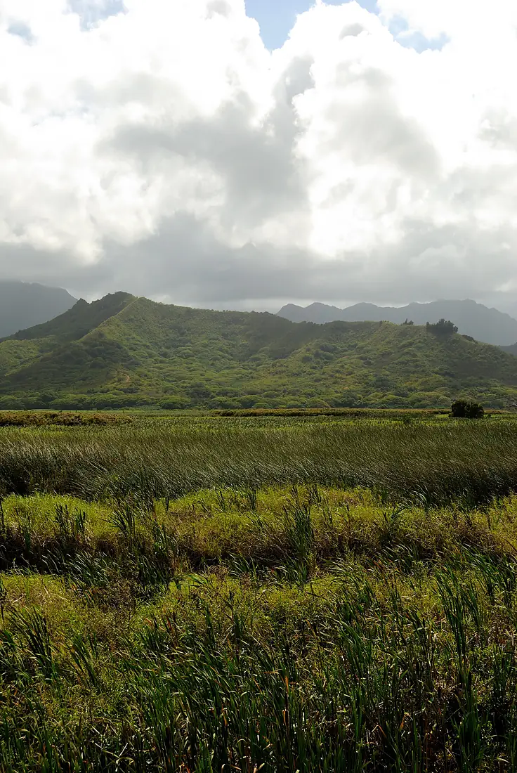 Kawainui Regional Park (4673501569)