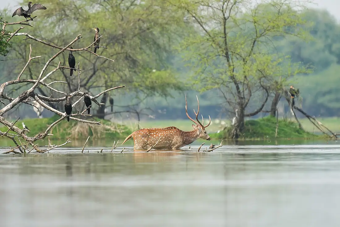 029 Chital swimming in Keoladeo National Park Photo by Giles Laurent