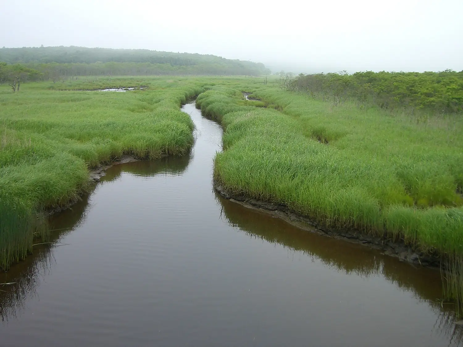 Kiritappu peatland01