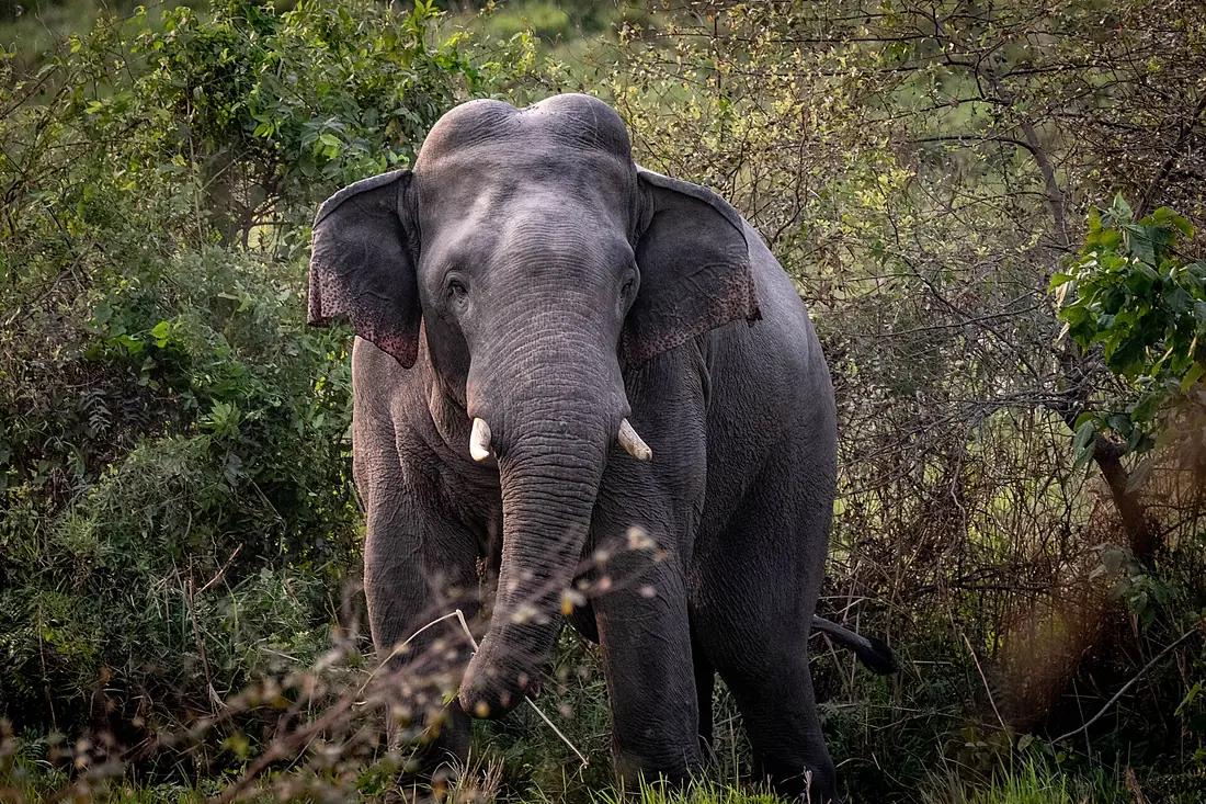 Asian Elephant in Koshi