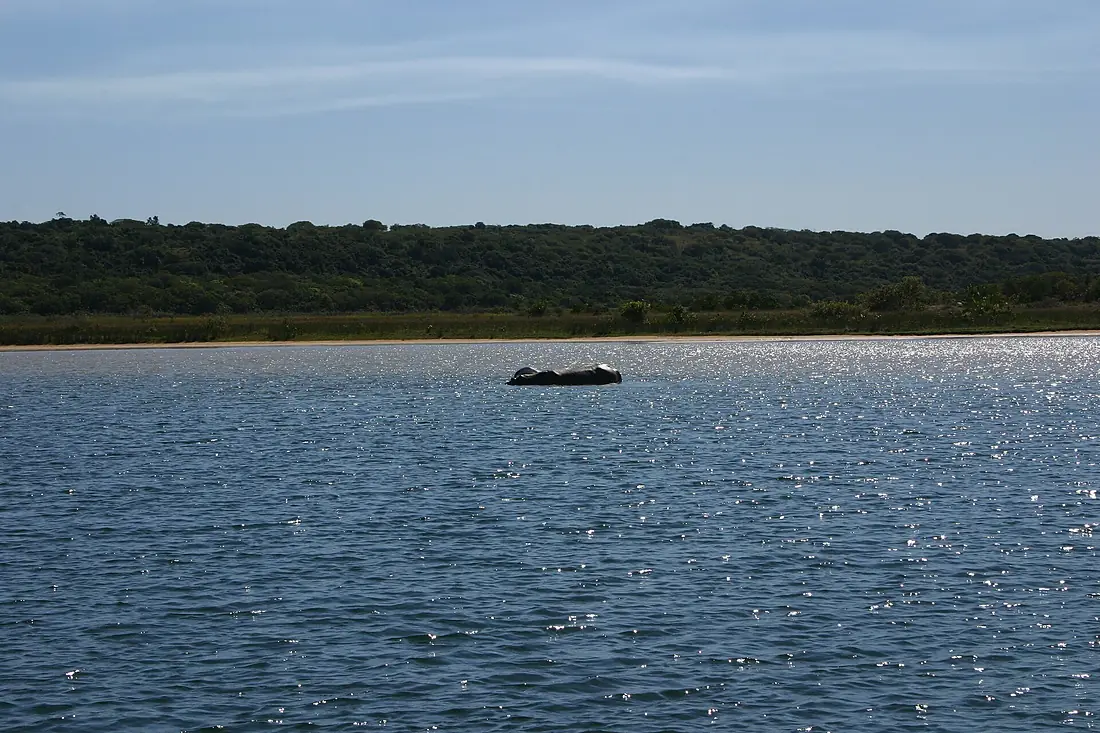 Kosi Bay - Hippo 1
