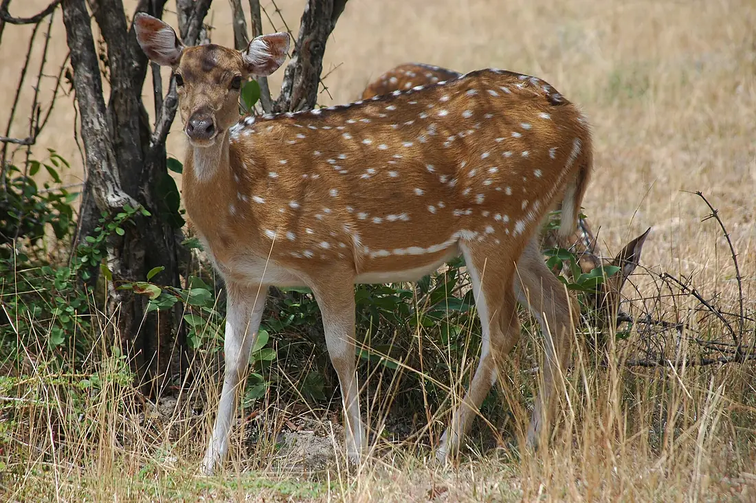 Ceylon spotted deer at kumana national park9 (sri lankan axis deer)