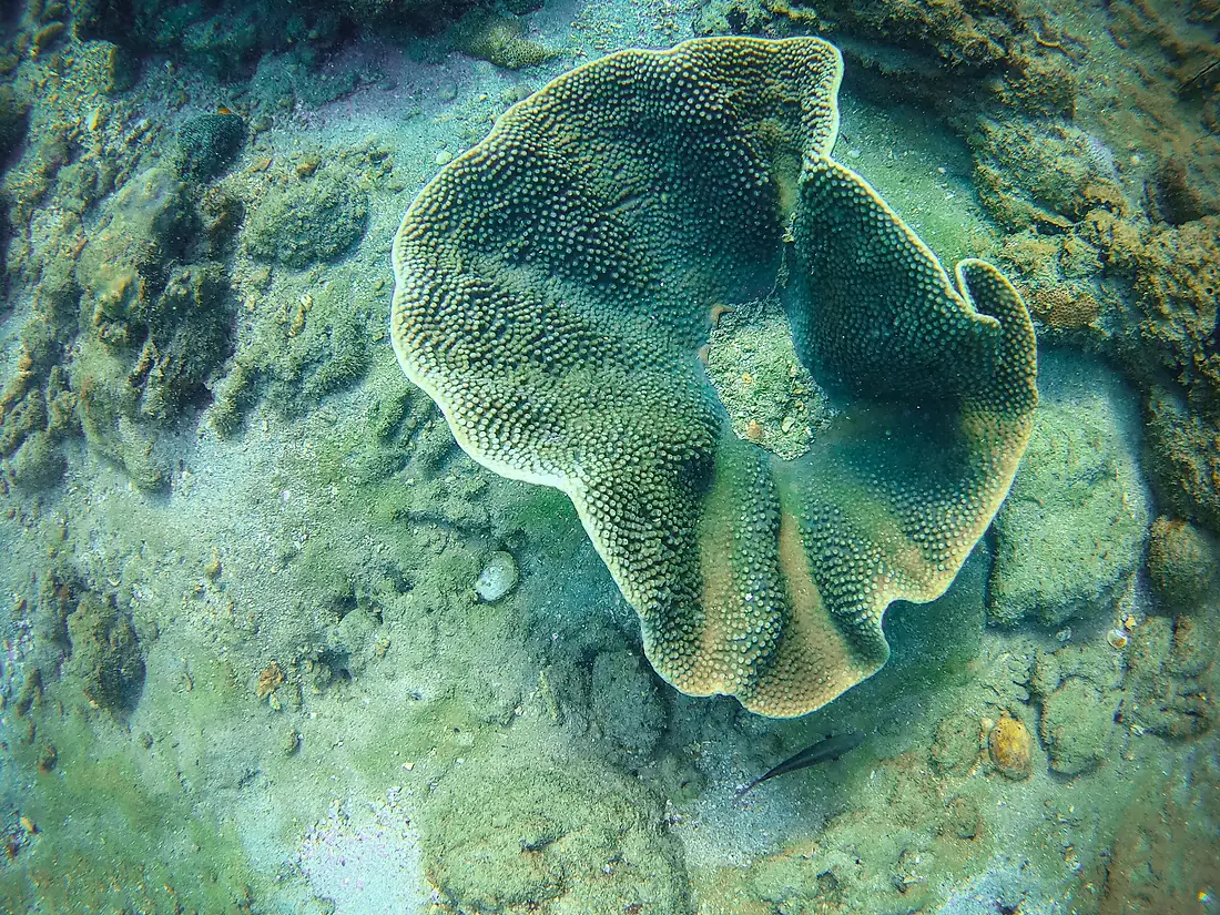 Coral Reef in the Andaman Sea, Thailand