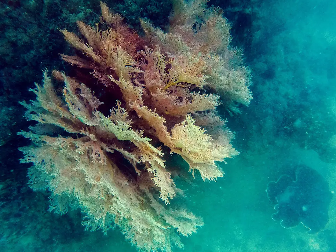 Pink coral reef in the Andaman Sea