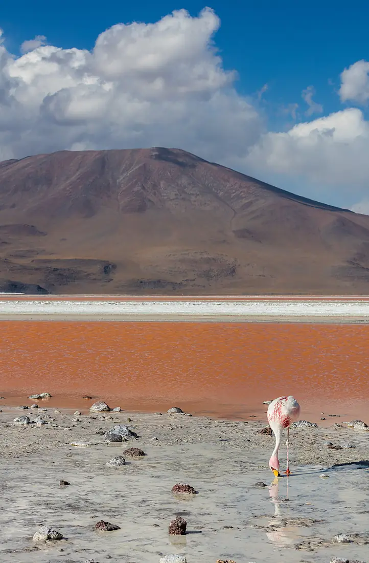 Flamenco andino (Phoenicoparrus andinus), Laguna Colorada, Bolivia, 2016-02-02, DD 97