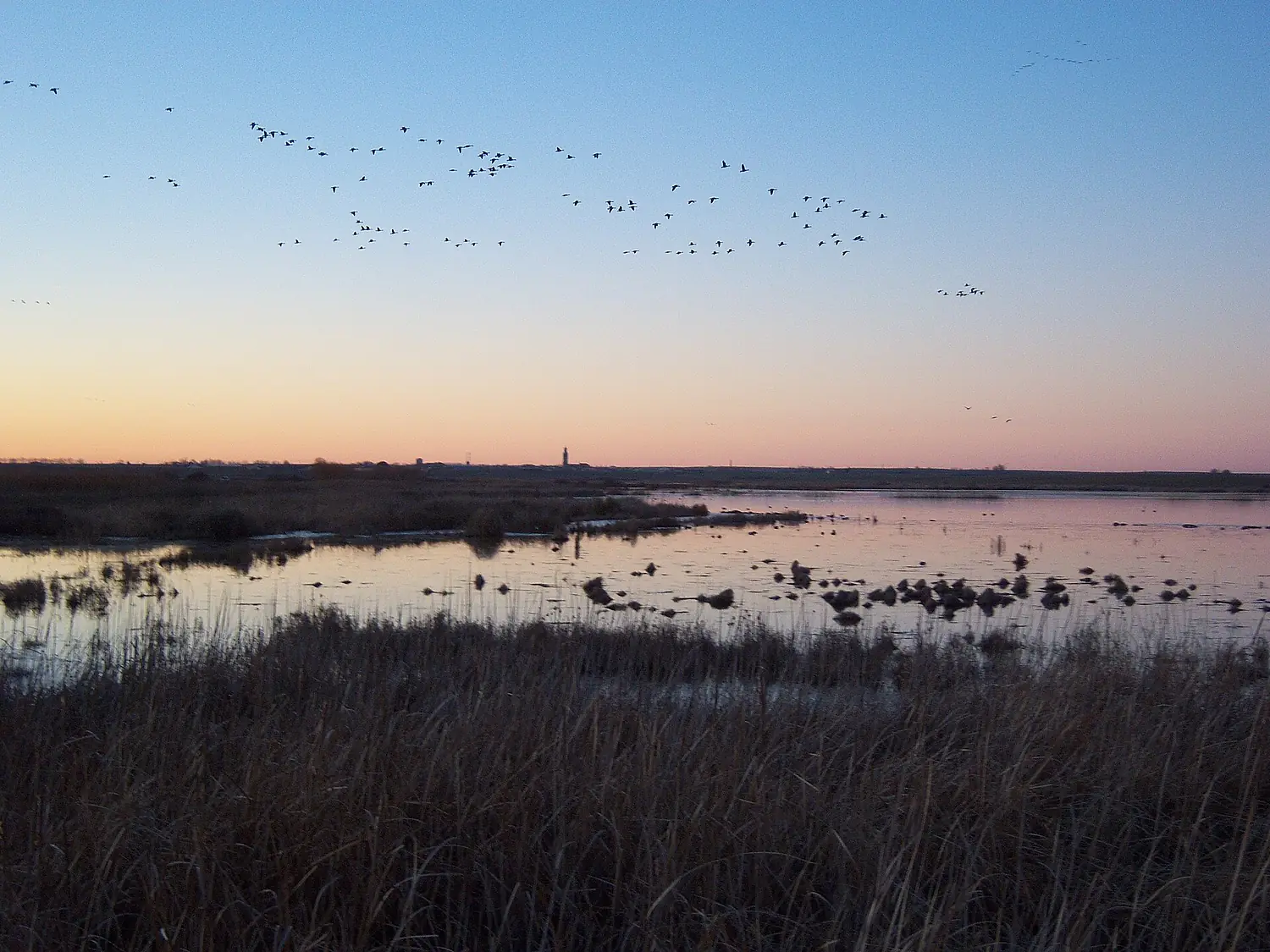 Ansares en Laguna de la Nava (Palencia)