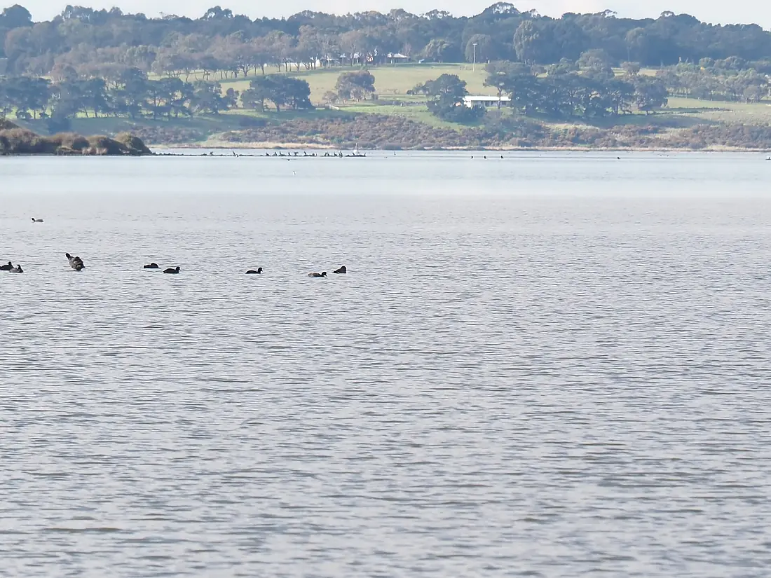 Lake Connewarre - from Tait's Point - MC 01