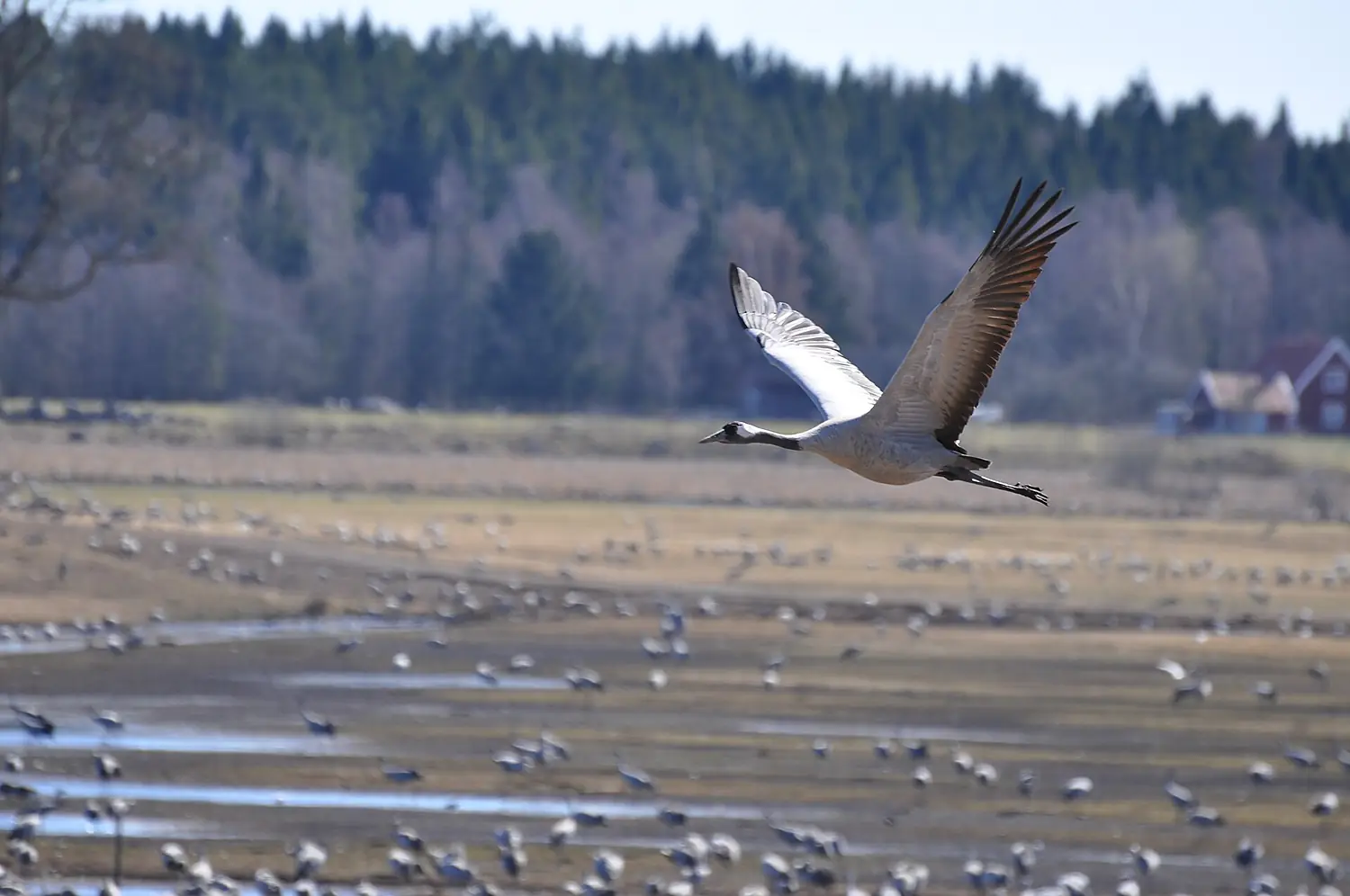 Crane Lake Hornborga