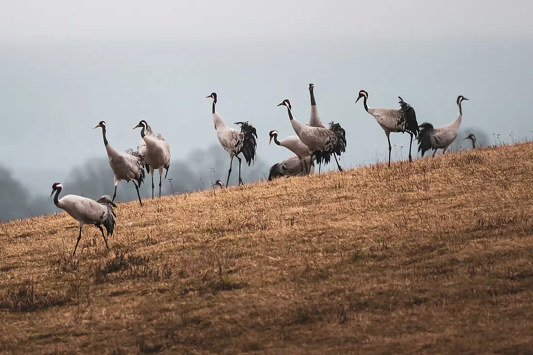 Cranes at Sweden's Hornborgasjön