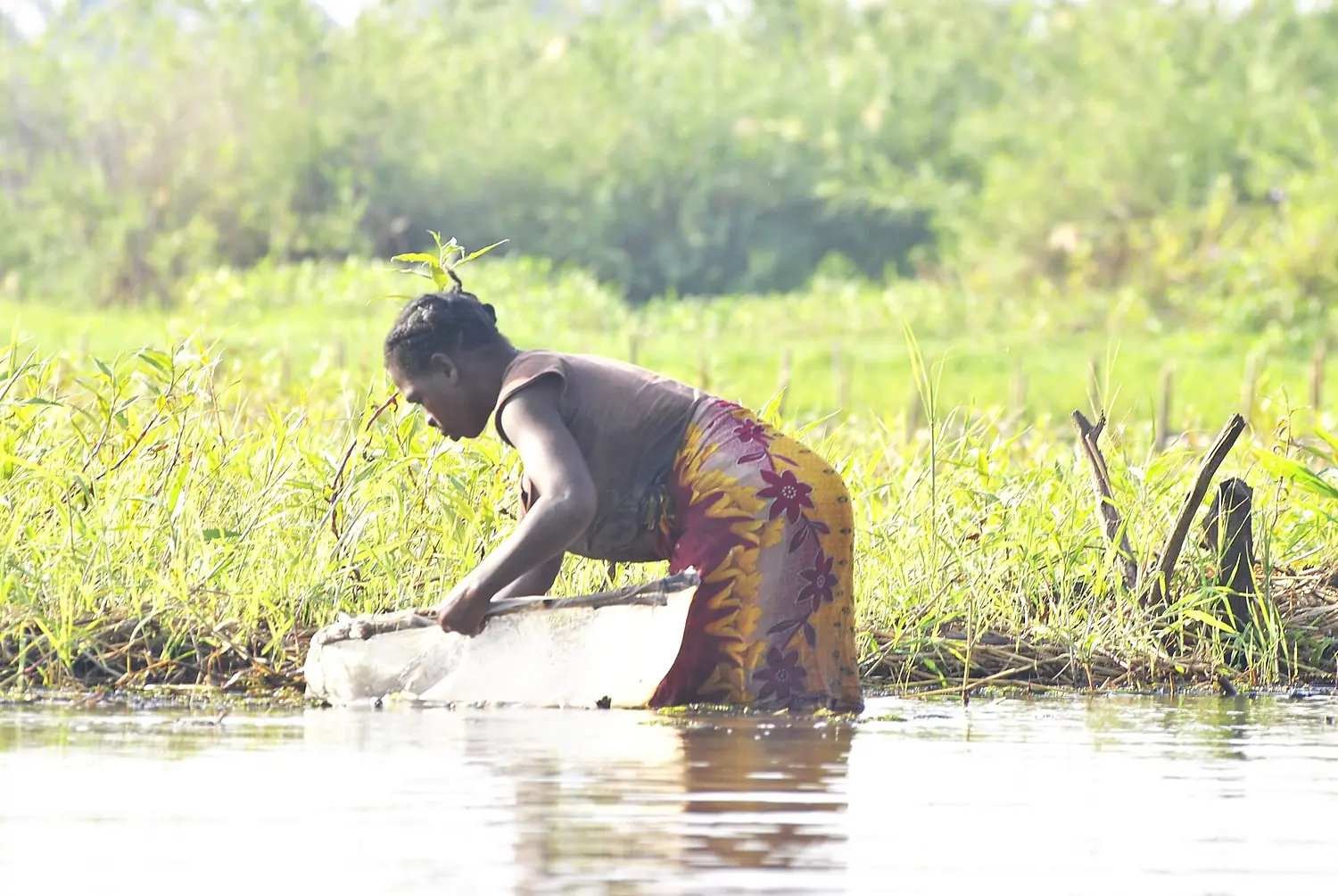 Femme collectant les poissons par un nasse au bord du lac Kinkony