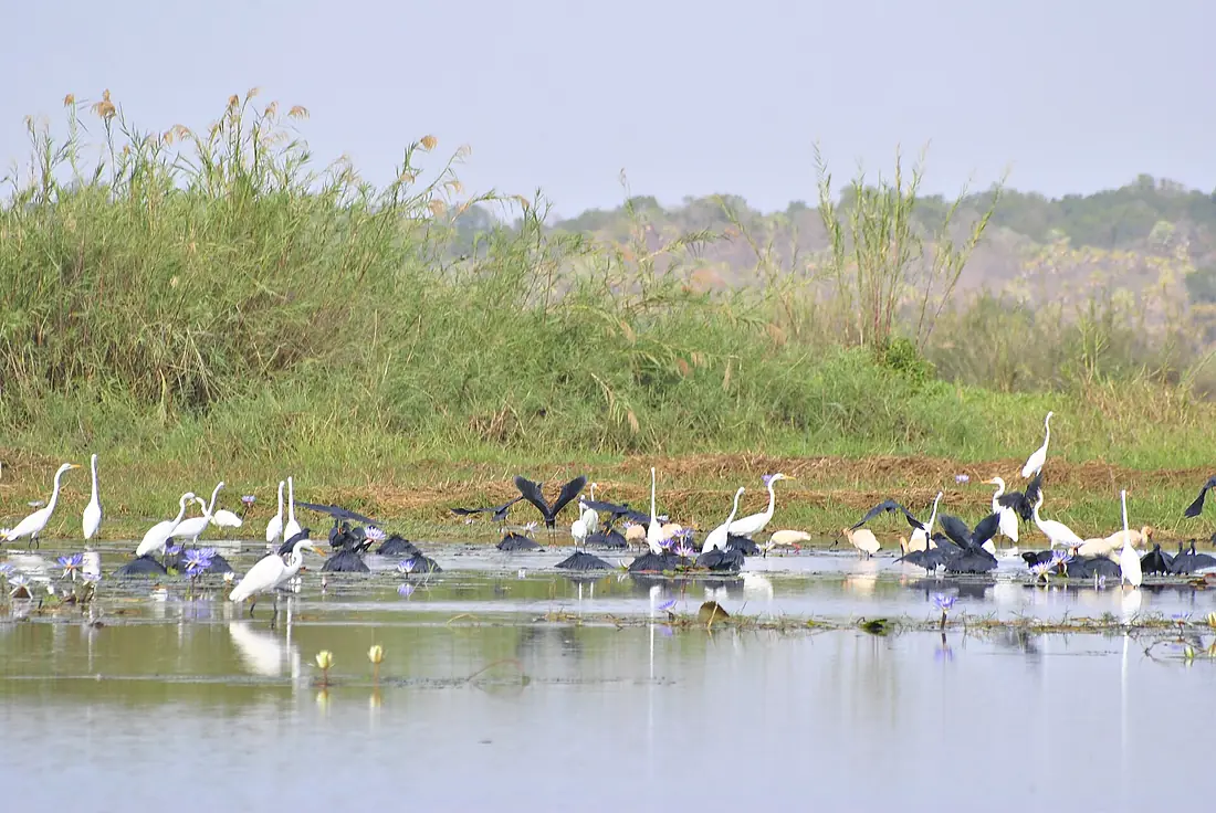 Groupe d'oiseaux aquatiques du Lac Kinkony, Boeny, Madagascar