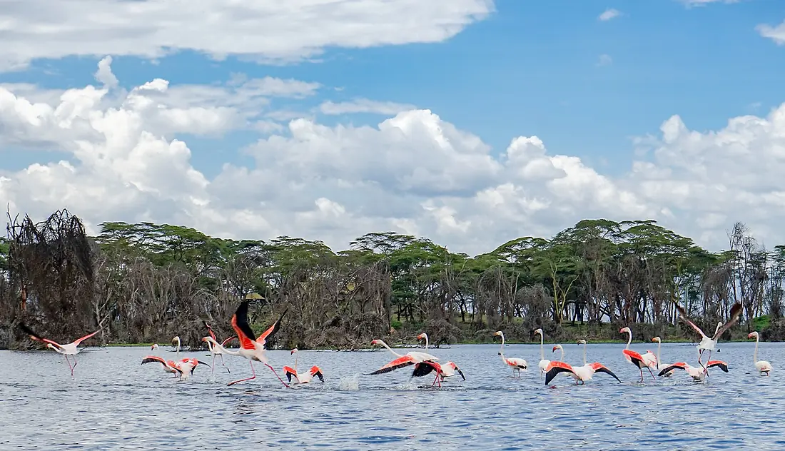 Lake Naivasha, Kenya (32487531978)