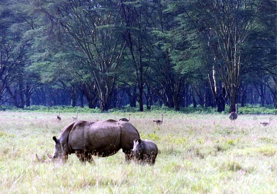 Rhinos at lake nakuru
