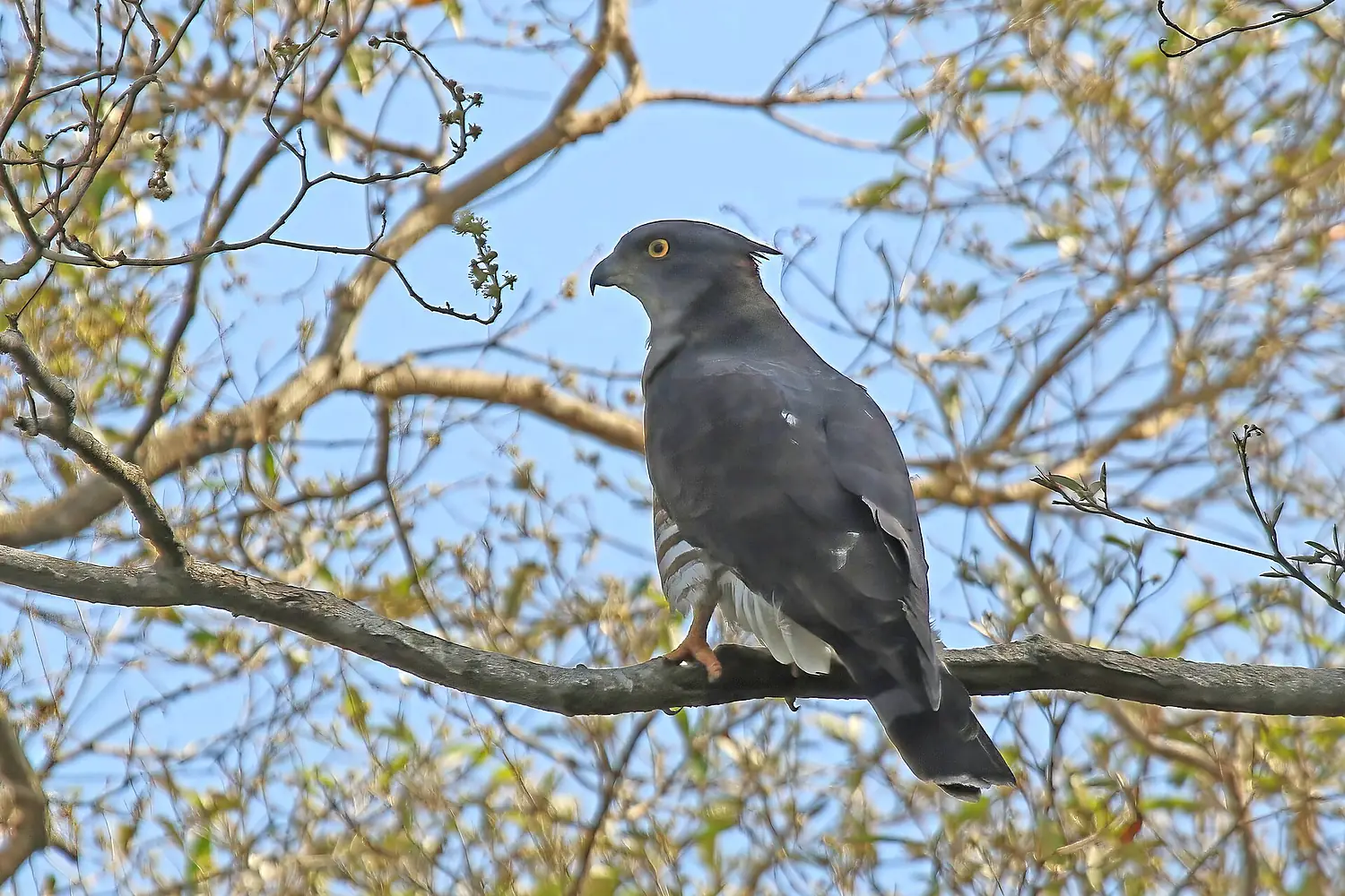 African cuckoo-hawk (Aviceda cuculoides) Lake Sibaya