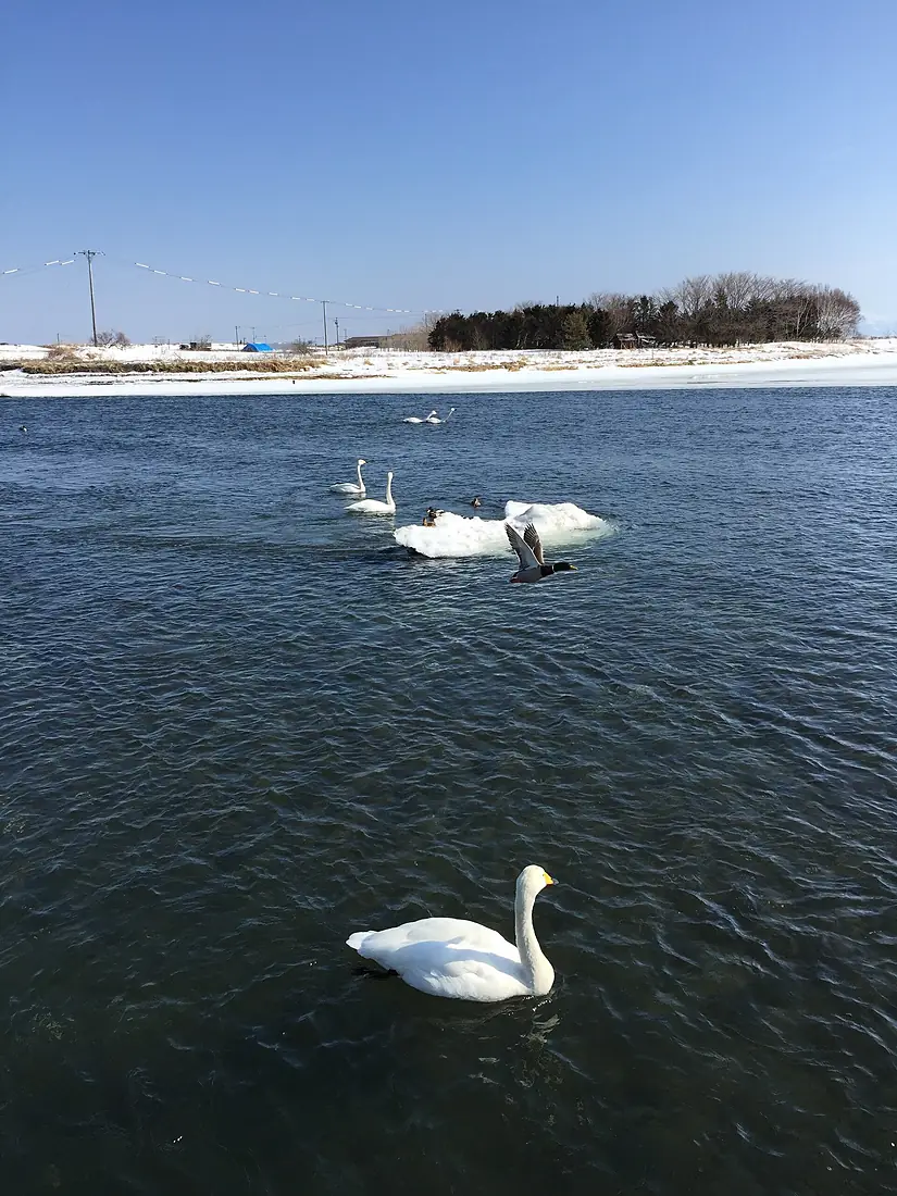 Tofutsu-ko Waterwole and Wetland Center, Abashiri, Hokkaido, Japan, 白鳥公園, 網走, 北海道, 日本, 濤沸湖水鳥, 湿地センター, あばしりし, ほっかいどう, にっぽん, にほん (16513842407)