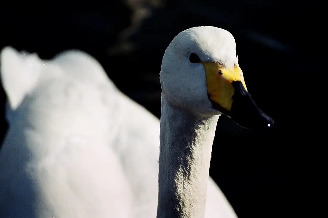 Swan at Tofutsu-ko Waterwole and Wetland Center, Abashiri, Hokkaido; March 2015