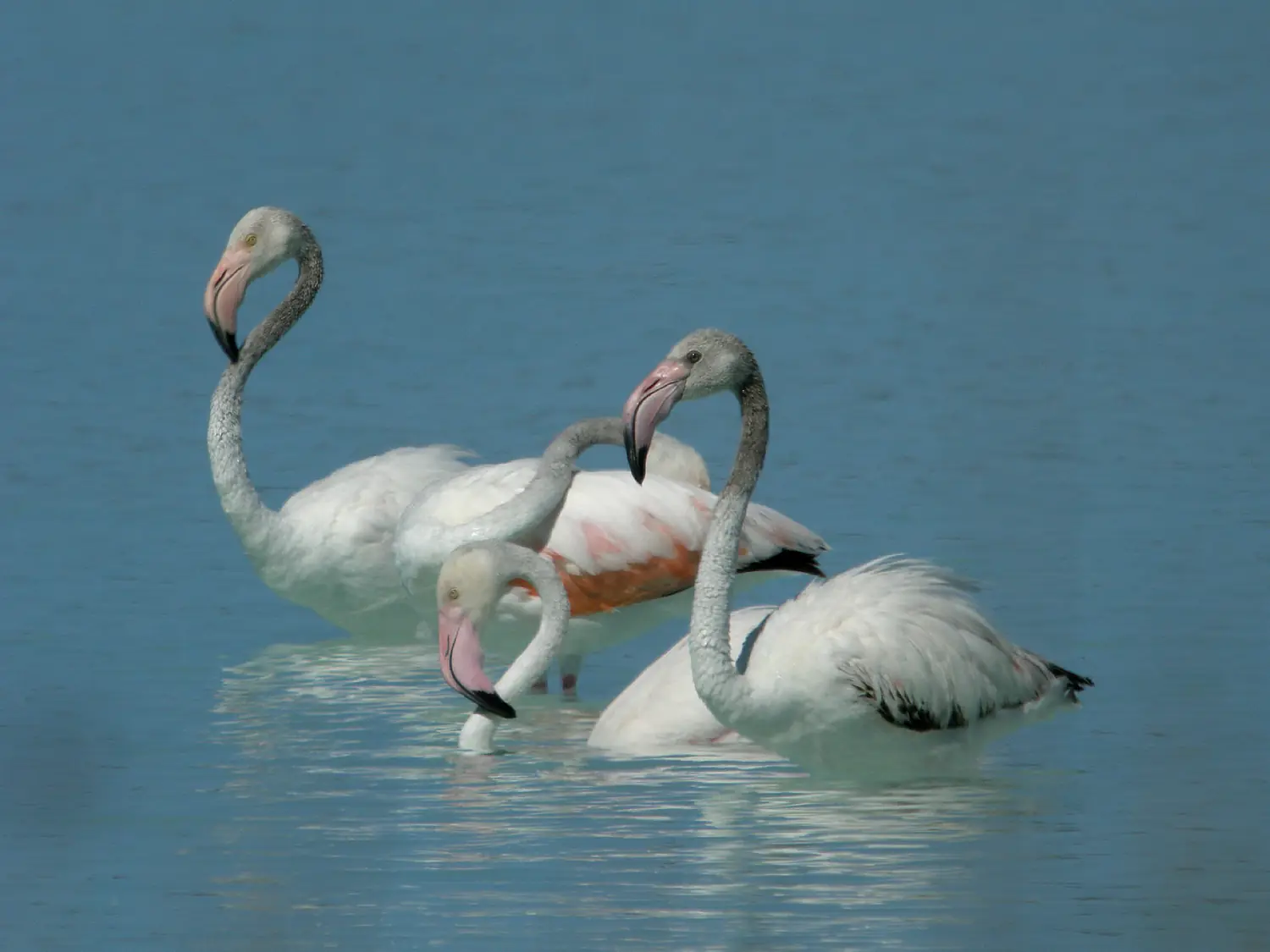 Greater Flamingos, Lake Tsimanampetsotsa, Madagascar (4315972826)