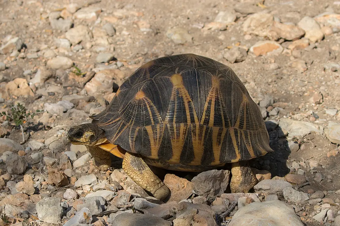 Radiated tortoise (Astrochelys radiata) Tsimanampetsotsa