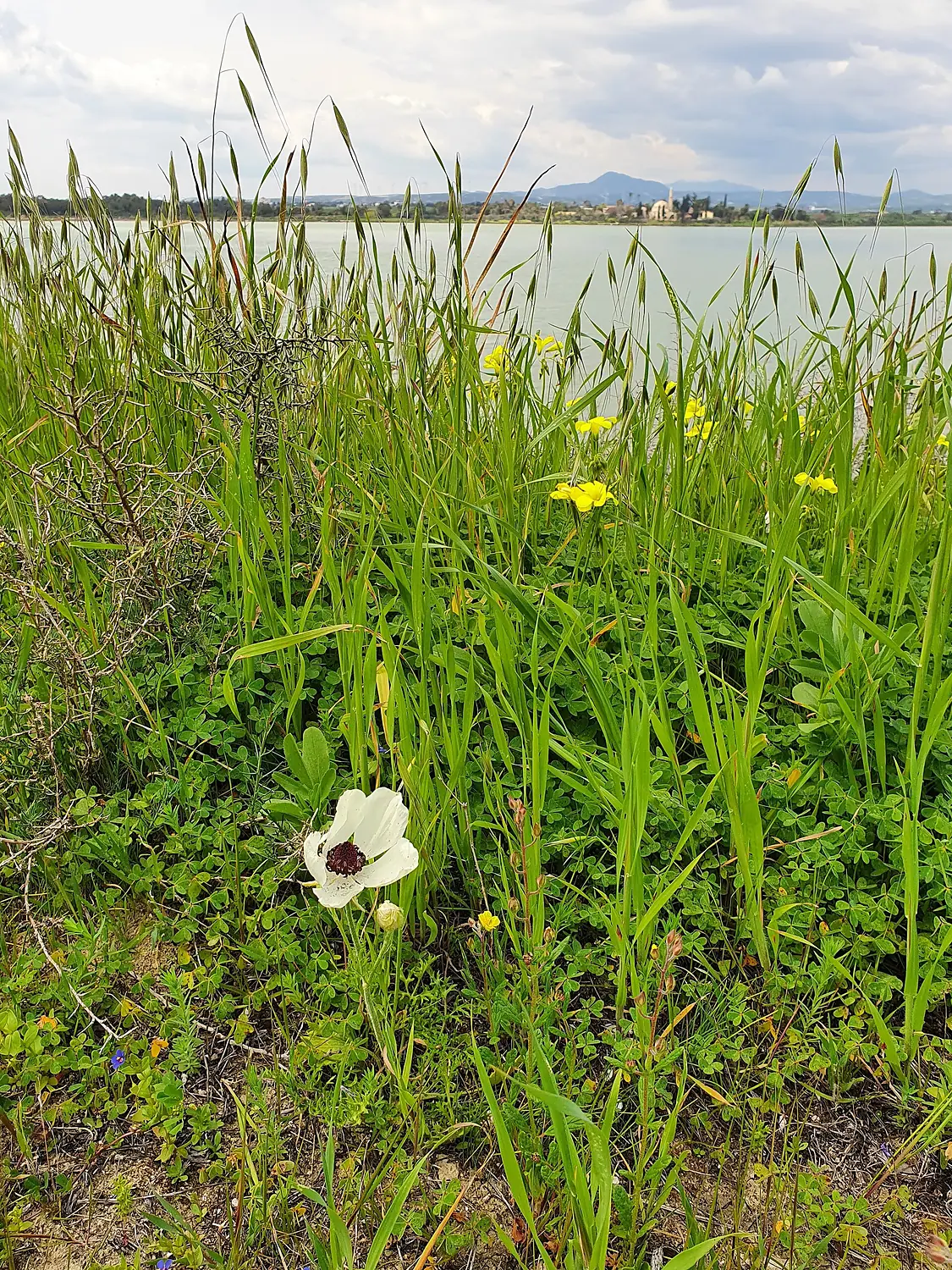 2022 03 Larnaca Salt Lake 3