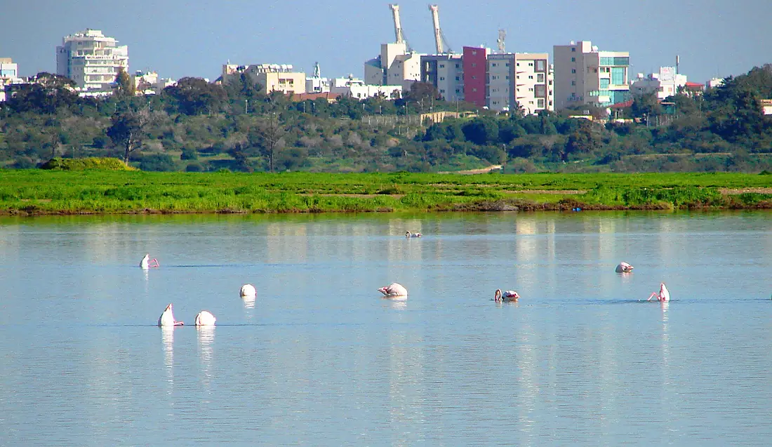 A@a salt lake larnaca cy - panoramio (7)