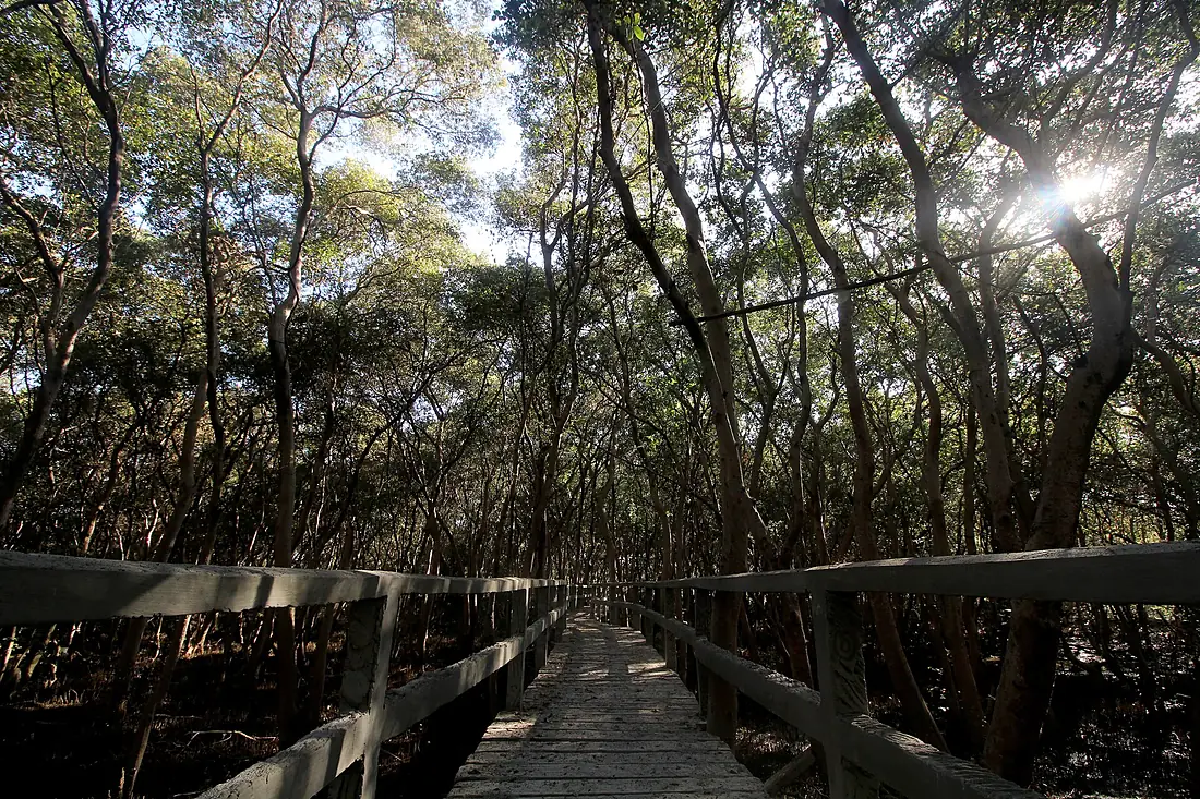 Morning Mist On The Mangroves