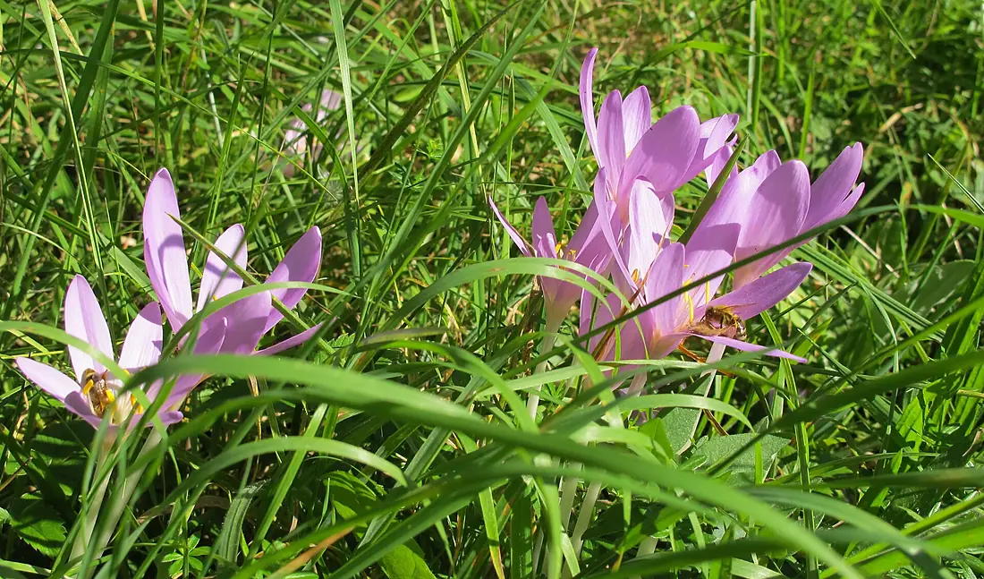 Colchicum autumnale in Lednické rybníky (2)