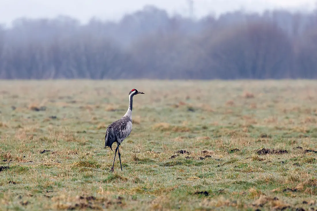 Crane in Lille Vildmose1