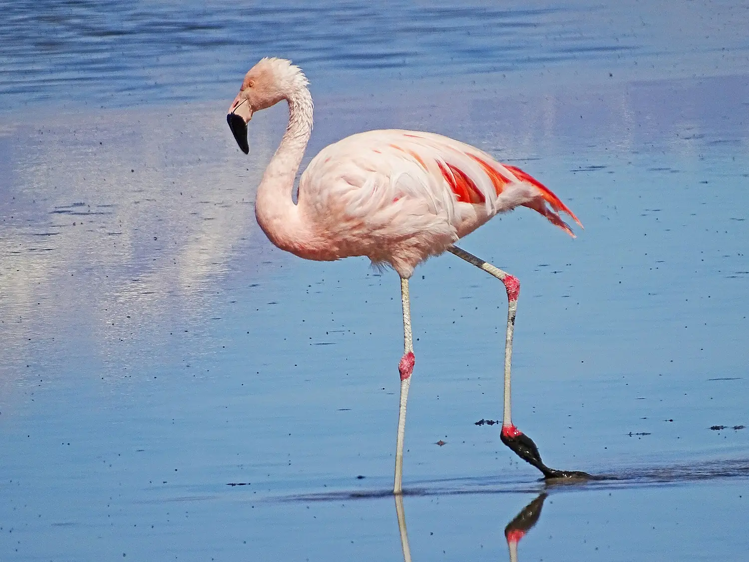 Chilean Flamingo at Los Flamencos National Reserve, Chile