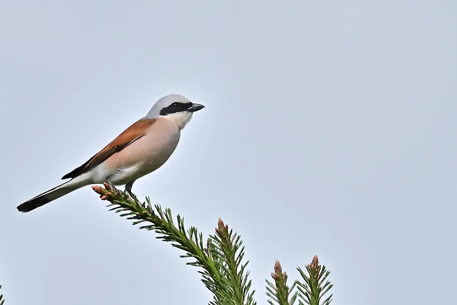 Lanius collurio in der Lübtheener Heide