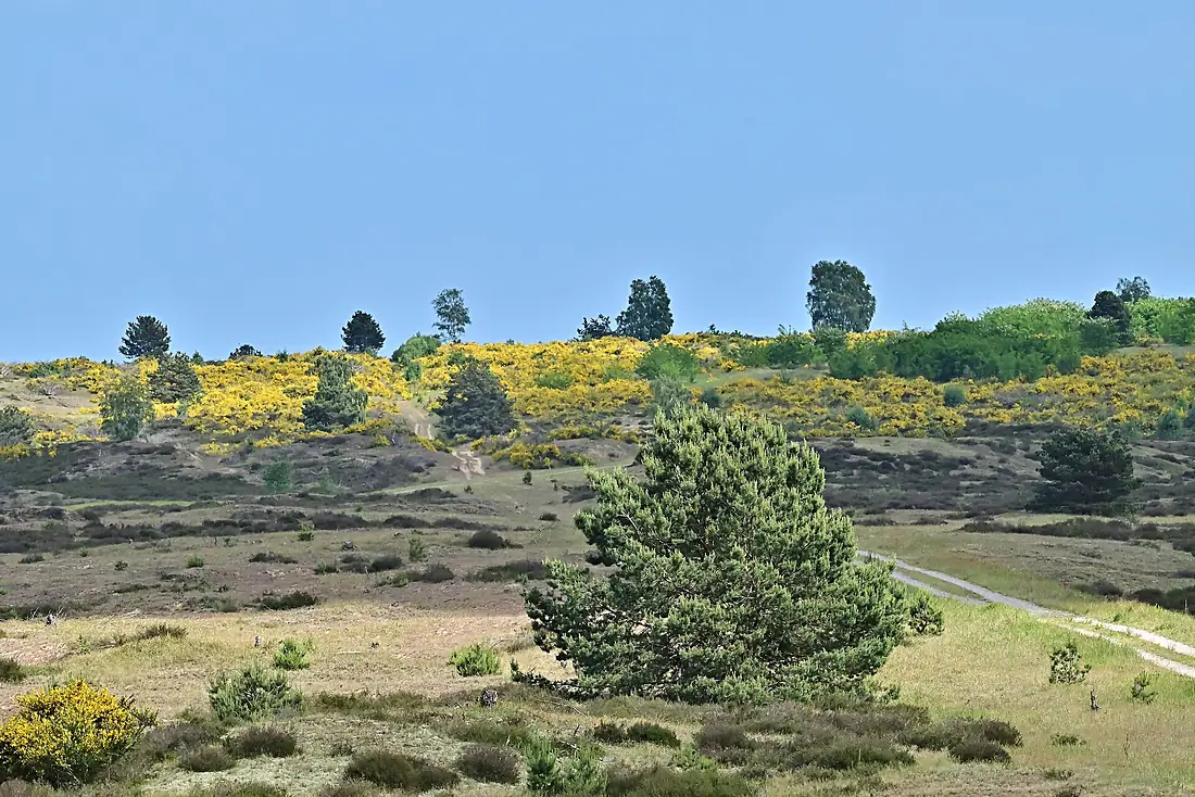 20240520 Ginster in der Lübtheener Heide