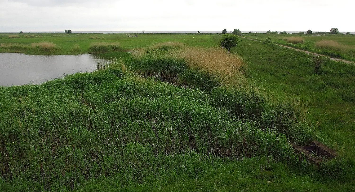 Pikla rannaniit