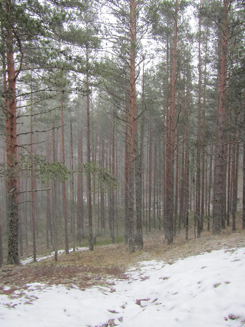 Snow pellet fall near Tolkuse hikingtrail - panoramio