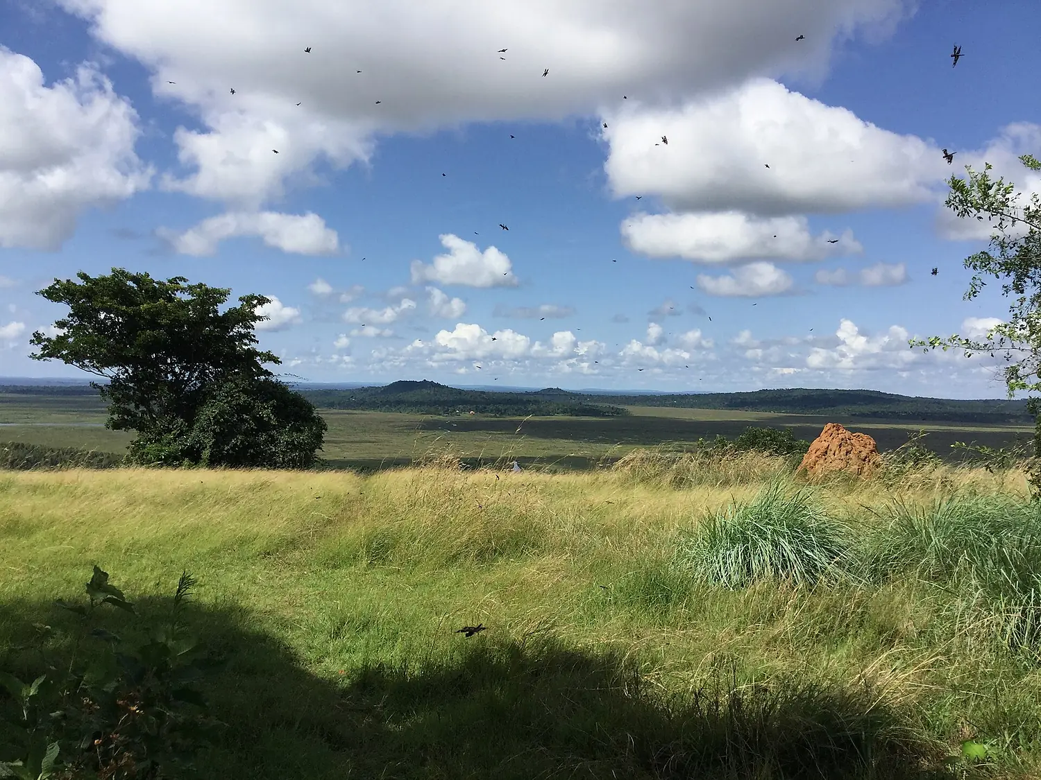 View of Mabamba bay from Nansubuga hill