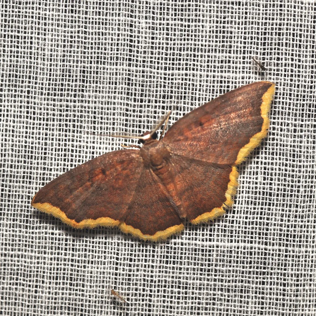 Geometridae (15438111203)