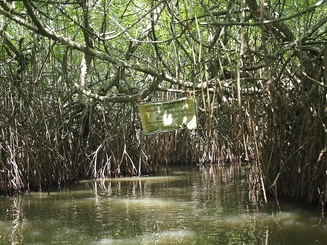 Maduganga Mangrove