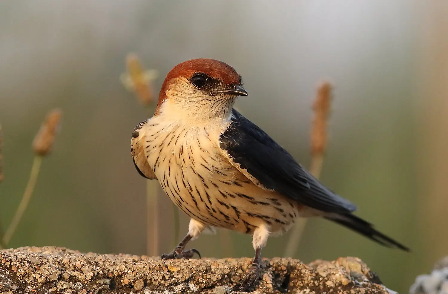 Greater Striped Swallow, Hirundo cucullata (syn. Cecropis cucullata), at Marievale Nature Reserve, Gauteng, South Africa (30469692476)