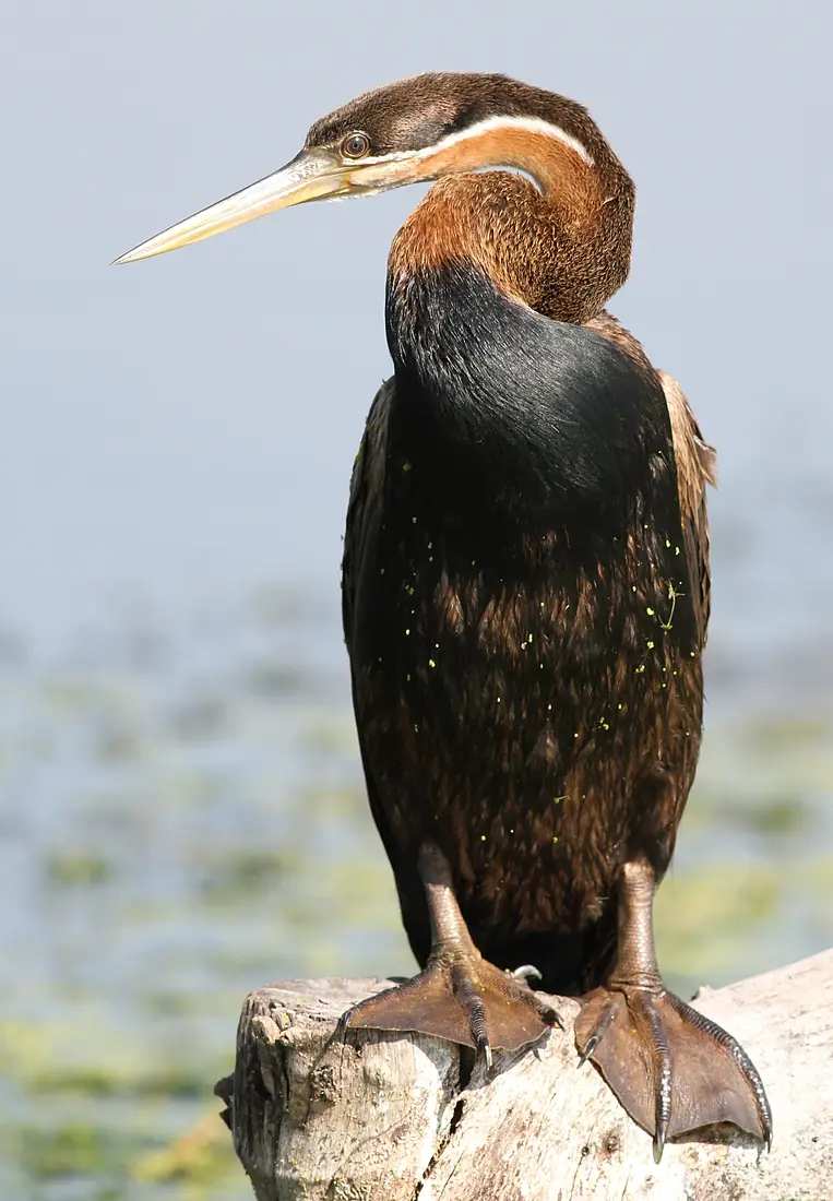 African Darter, Anhinga rufa at Marievale Nature Reserve, Gauteng, South Africa (21157049696)