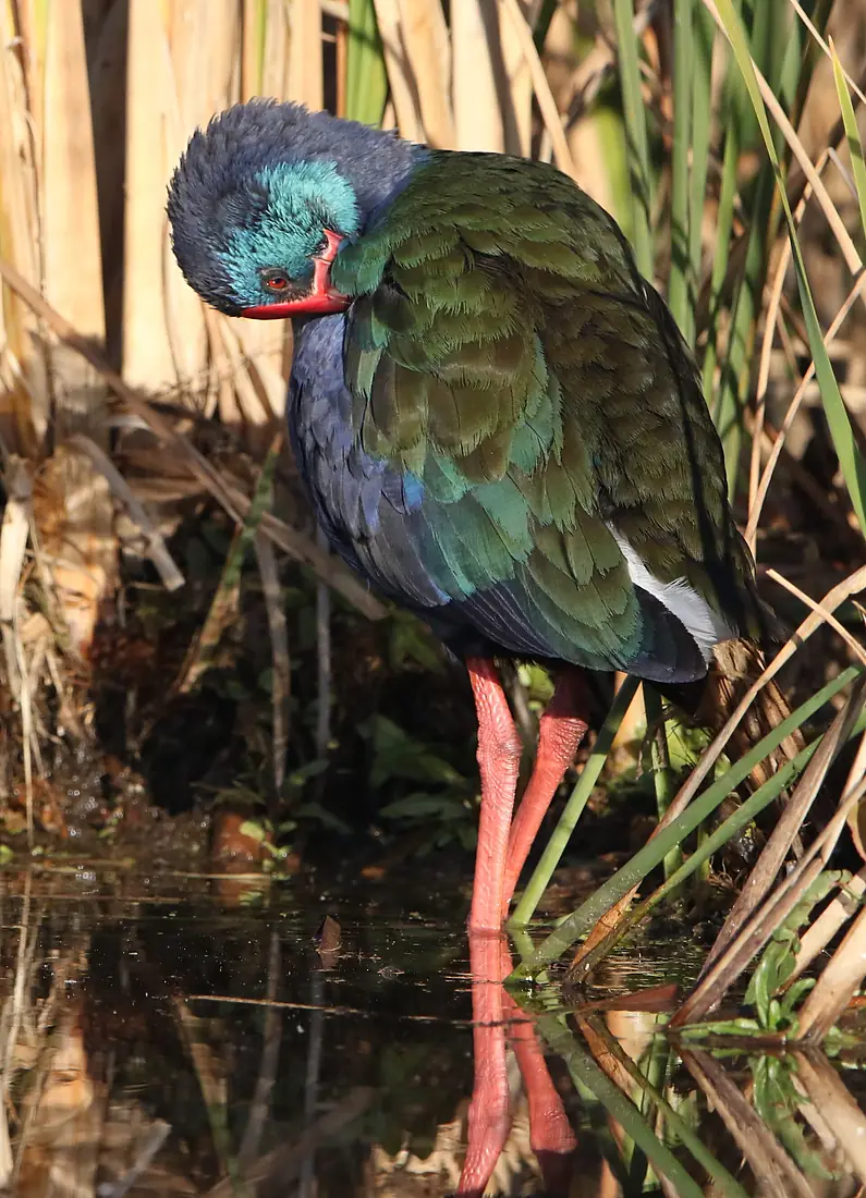 African (Purple) Swamphen, Porphyrio madagascariensis at Marievale Nature Reserve, Gauteng, South Africa - 34080055554