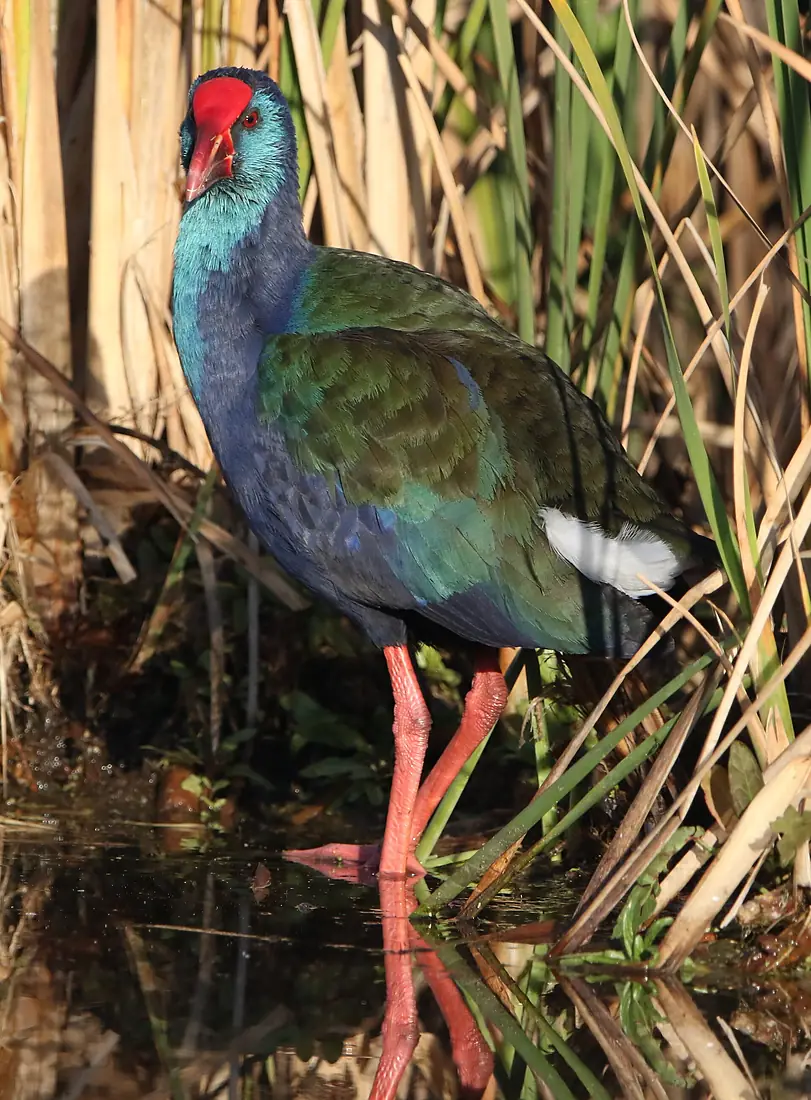 African (Purple) Swamphen, Porphyrio madagascariensis at Marievale Nature Reserve, Gauteng, South Africa - 34080056004