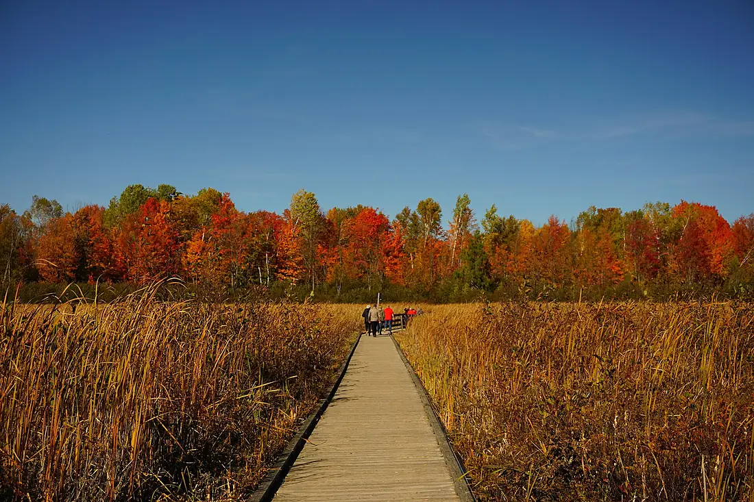 Mer Bleue Bog 2022 Autumn