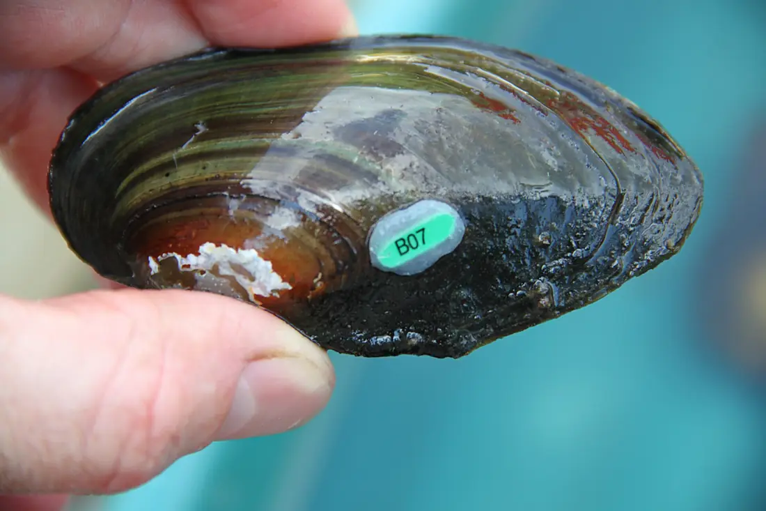 Alpha numeric tag on state listed mussel at Missisquoi NWR (7999699167)