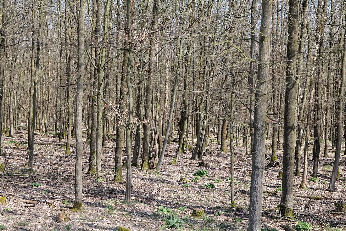 Mark- und Gundwald zwischen Rüsselsheim und Walldorf 2020-03-27 01