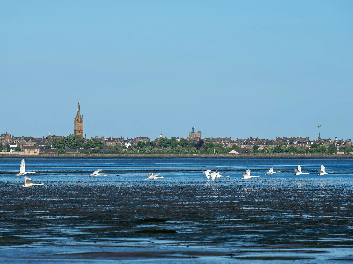 Montrose Basin, Angus, Scotland