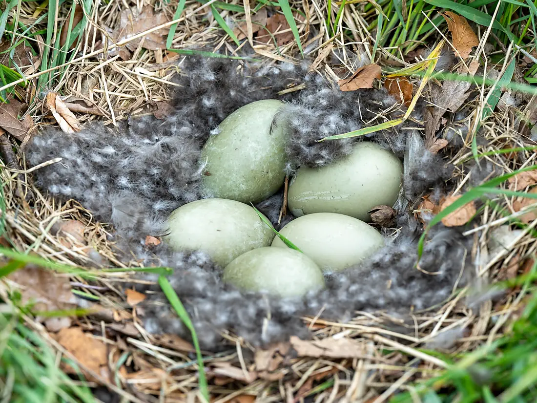 Common Eider Nest, Montrose Basin, Angus, Scotland
