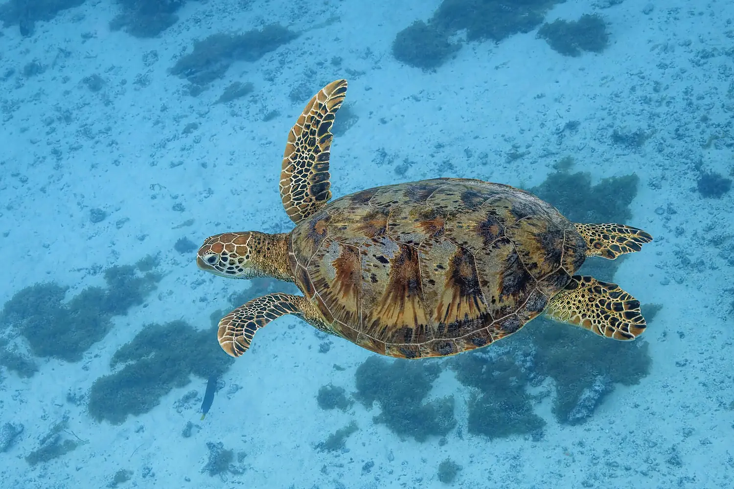Green sea turtle (Chelonia mydas) Moorea