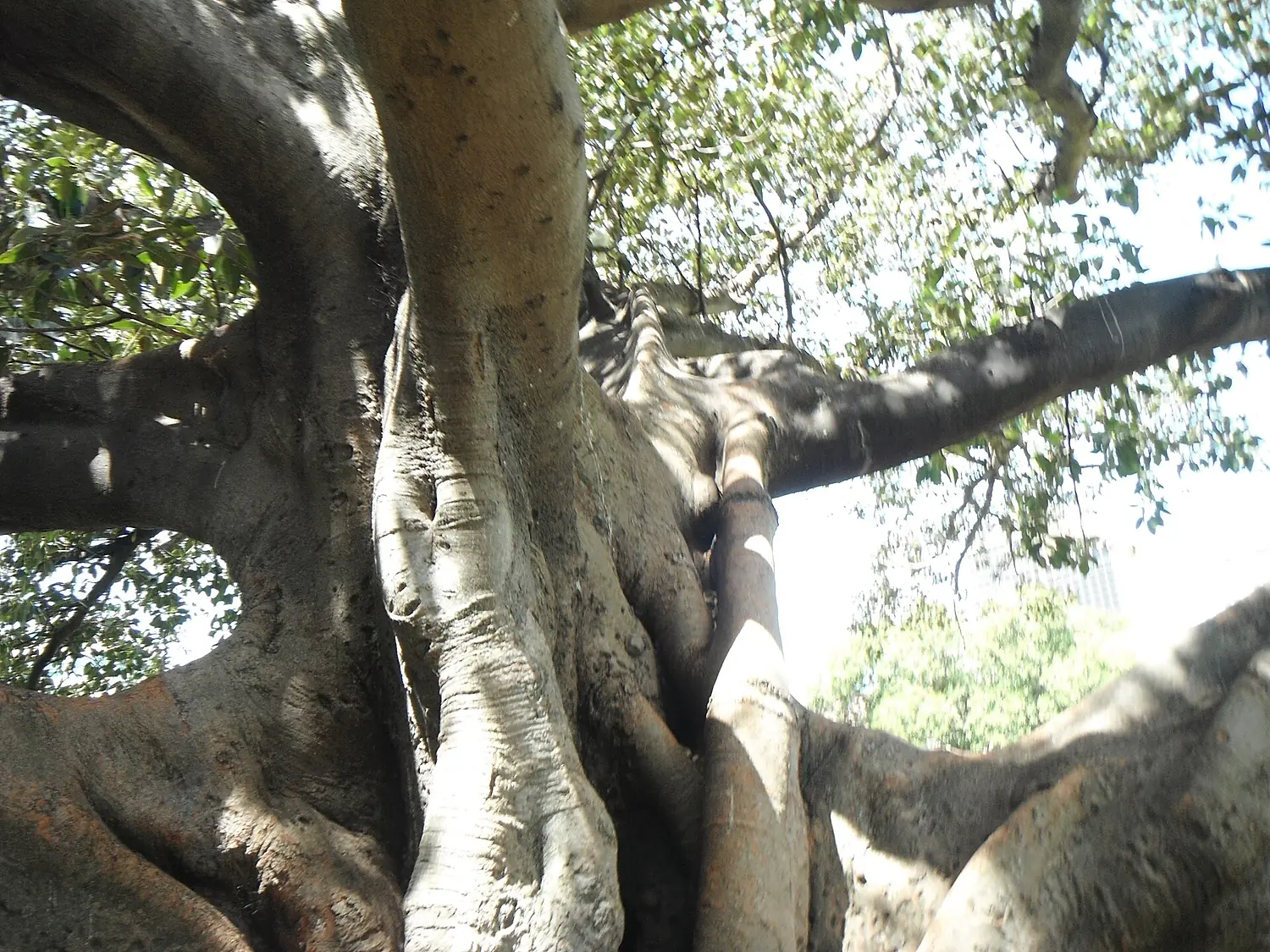 A SPLENDID MORETON BAY FIG TREE (15715549722)