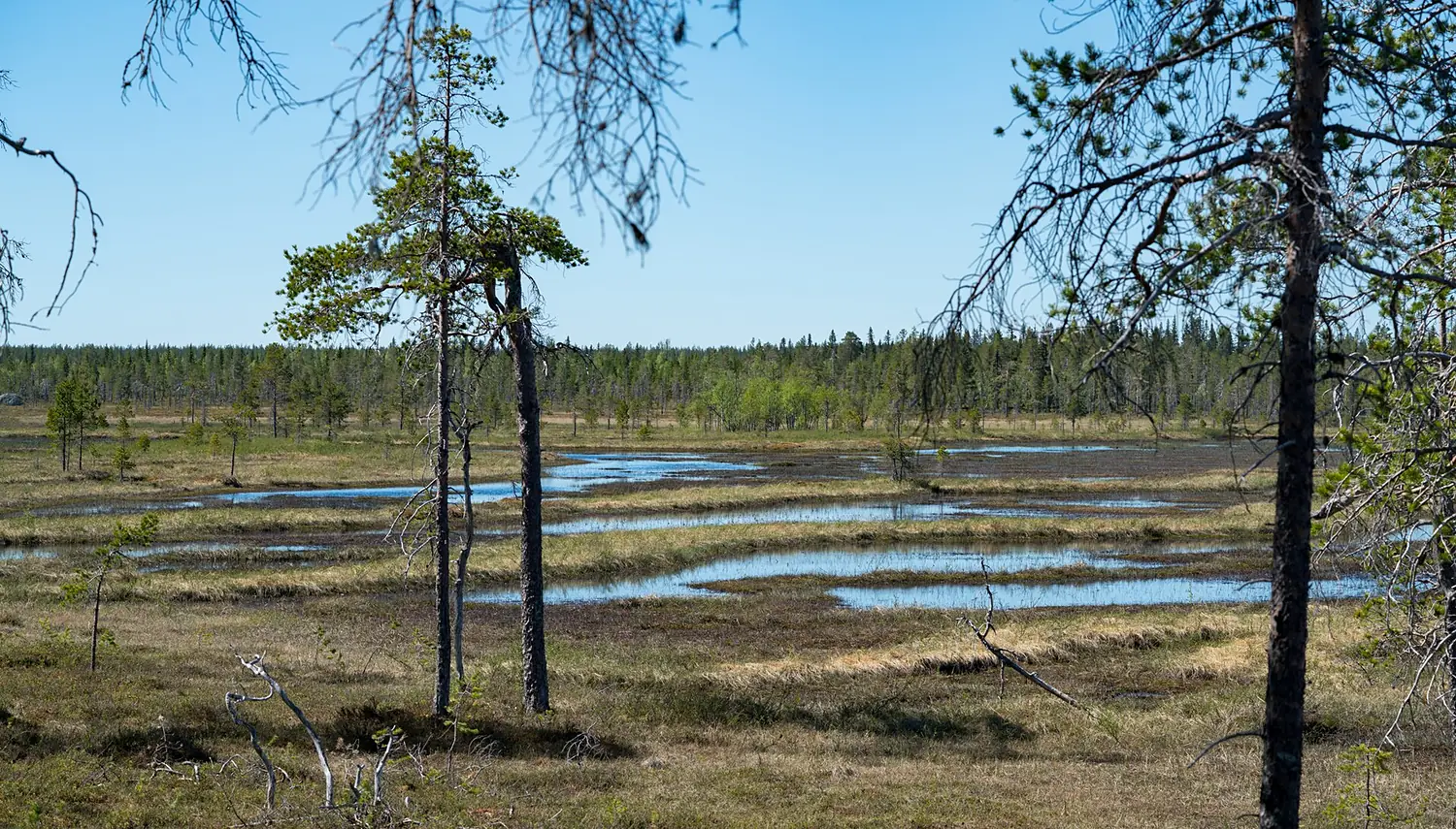 Mossaträsk-Stormyran-07388